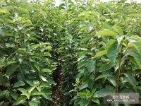 桂花 香樟 羅漢松 竹柏 天竺桂 馬甲子 銀杏 小葉榕廣西桂林綠藝苗場產品供應第1頁