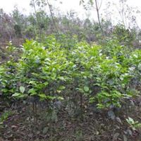 山茶花苗,桂花苗,山茶花四川 樂山 樂山彭毅產品供應第2頁