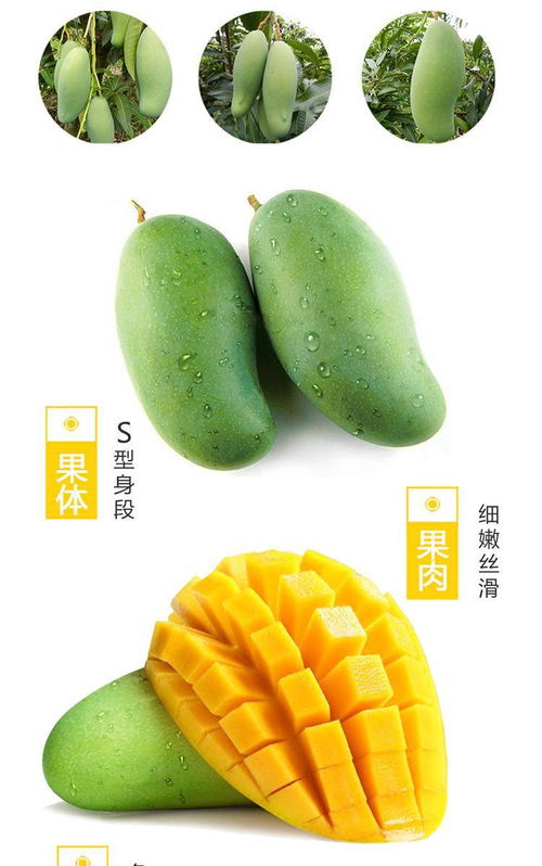 預售 清爽夏日 廣西百色特產 紅色福地 百色桂七芒果