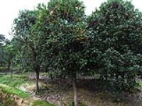 全國各地.桂花,紫薇,廣玉蘭河南 信陽河南興園苗木場產品供應第1頁