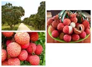 接下來這二個月,廣東這種水果要陷入全民熱戀