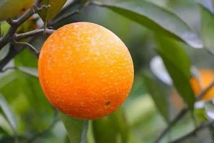 一網打盡 桂林水果產業種植規模 上市時間全覽