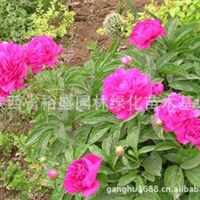 側柏 油松 櫻花 紅葉李 玉蘭 雪松 龍柏 冬青黃楊 金葉女貞 紅葉小檗 女貞 小葉黃楊 連翹 七葉樹 草坪 銀杏 桂花 高山 藍天竹 云杉陜西 西安胡鋼產品供應第