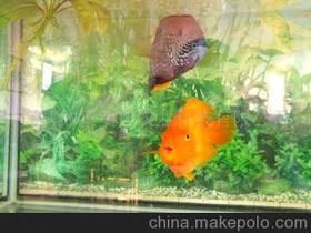 【熱帶淡水魚圖片】_熱帶淡水魚圖片價格_熱帶淡水魚圖片批發_熱帶淡水魚圖片