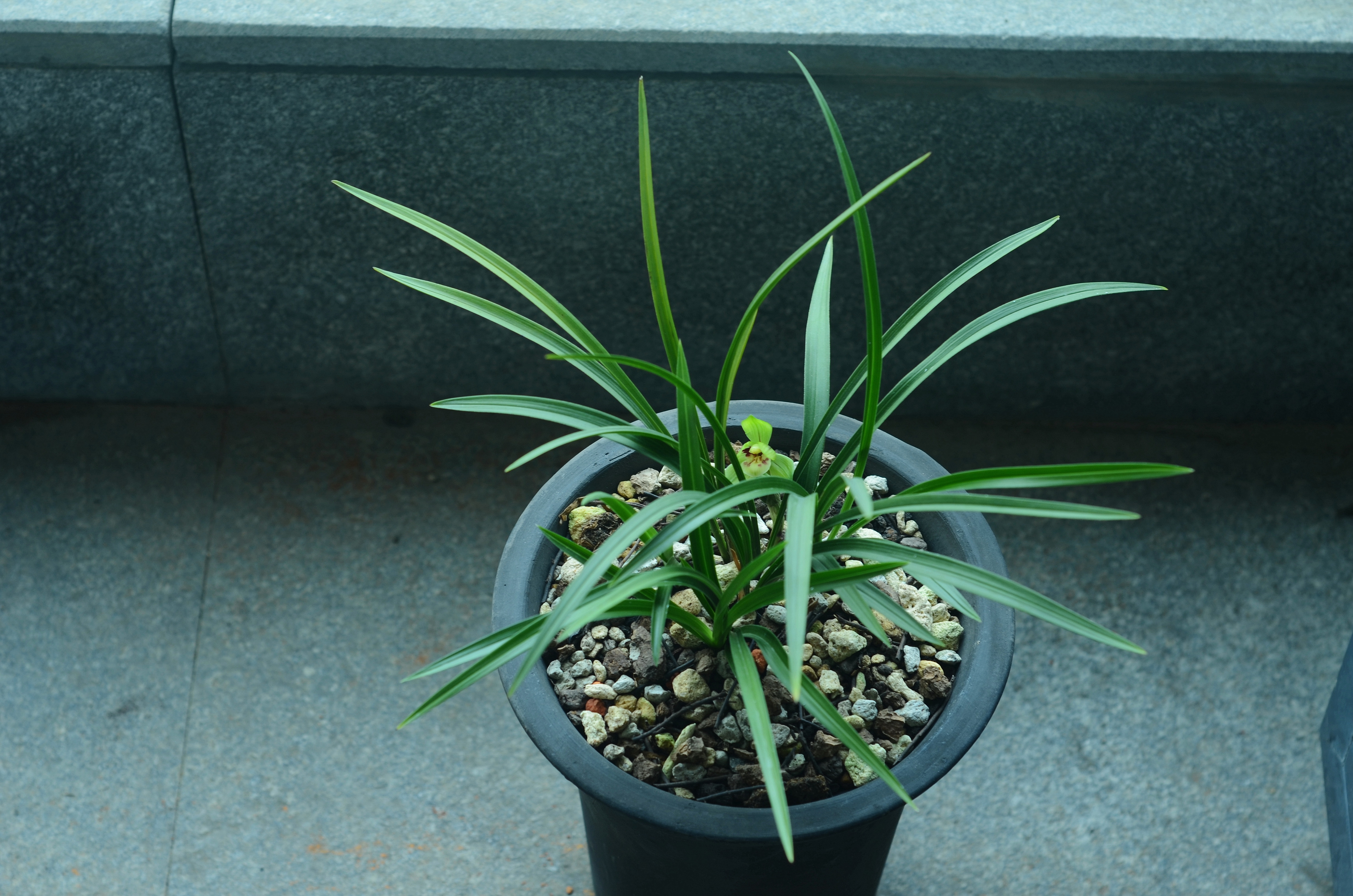 978 尚小云(1900～1976),王瑤卿(1880～1954) 蝶戀花圖&middot;蘭桂齊芳圖_