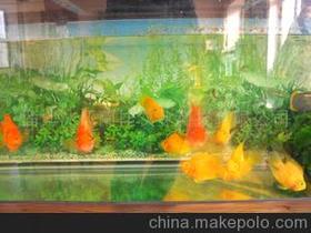 【熱帶淡水魚圖片】_熱帶淡水魚圖片價格_熱帶淡水魚圖片批發_熱帶淡水魚圖片