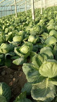 莒南甘藍名優產品筵賓解桂飛誠信合作