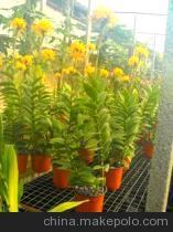 淄博沐風蘭桂農業科技-企業庫-