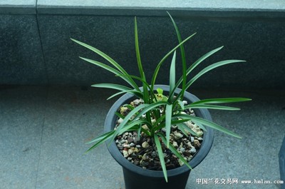 蘭桂齊芳:遷公荷反季節(jié)開品