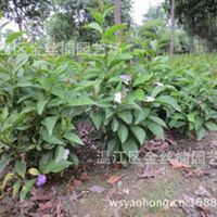 溫江區(qū)金絲楠園藝場信息盡在農(nóng)苗網(wǎng) 第1頁