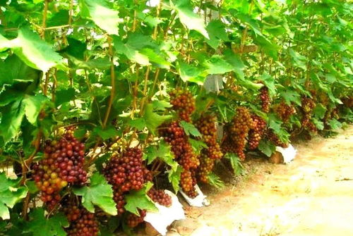 國字號 農(nóng)產(chǎn)品,我市又添 三成員