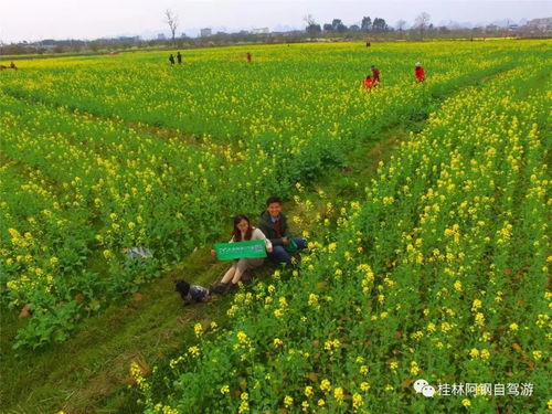 桂林市區(qū)這片網(wǎng)紅油菜花海開了,比去年還要美