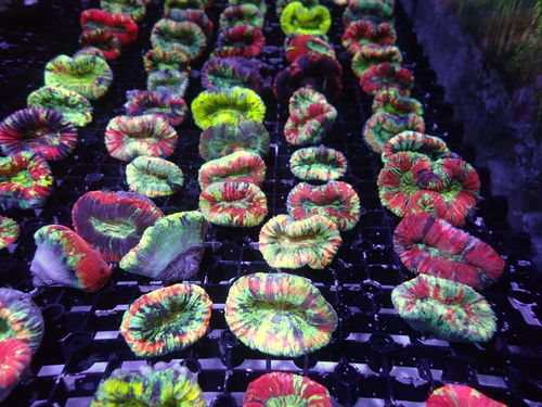 最新客服返圖,感謝您對stg的信任 認(rèn)證商家 cmf海水論壇 powered discuz