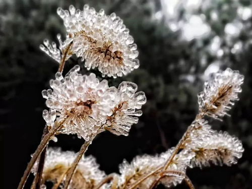 今天,溫州下雪了