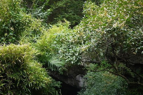如果秋天有味道,那么一定是桂花味