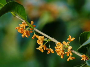 徒步西湖滿覺隴山谷, 滿隴桂雨 以桂入詩 沐雨披香