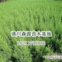 桂花 丹桂 四季桂 紫薇 大葉女貞河南 信陽潢川縣繼紅花木種植專業(yè)合作社產(chǎn)品供應(yīng)第1頁