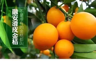 融安仙草堂 大洲島 金桔園一日游 報(bào)名就贈(zèng)送滑皮金桔 位子有限 趕快來