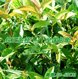 安徽桂花苗批發(fā)哪里便宜 桂群香桂花苗基地