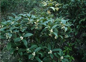 日香桂_日香桂圖片_浙江武義縣茭道鎮楊家蘭桂花木場_中國園林網