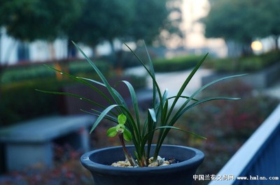 蘭桂齊芳:遷公荷反季節開品-春蘭篇-中國蘭花交易網社區