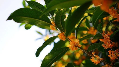 399周末通用 徒步杭州西湖山野,沐浴在四月的和煦春風中