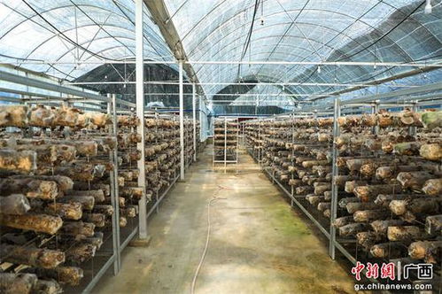 廣西金秀打造 我在廣西有個園 共建宜居宜業和美鄉村