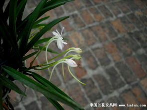 我的洋蘭花圖 多圖喲