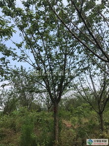 成都櫻花 成都日本晚櫻 成都櫻花基地緊急供應12日本晚櫻7分苗價格900元供應 精品桂花, 高桿桂花, 地籠桂 ,高桿百日紅紫薇,叢生紫薇,紫薇花瓶,紫薇炎黃瓶,紫薇涼亭