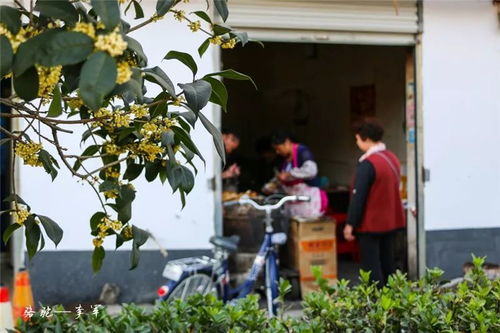 金秋金寨 桂花開來滿城香