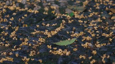 心情花園 初秋時節應該如何養生
