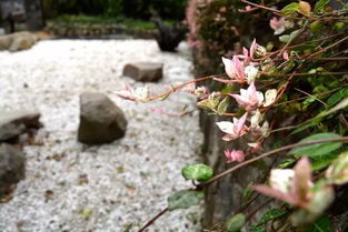 枕著桂花香而眠,在國色天香間與山水為伴