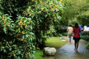 意法分享丨新西湖十景你可知 來杭州不要錯過喲