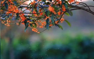 藏在渭河畔 桃花源 ,四千棵桂花刷新了西安初秋的顏值