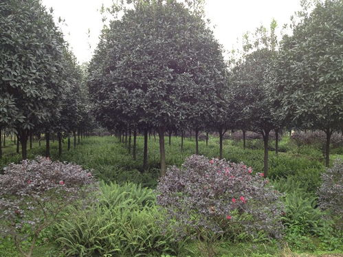 【四川哪里的桂花好?】- 