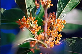 藏在渭河畔 桃花源 ,四千棵桂花刷新了西安初秋的顏值