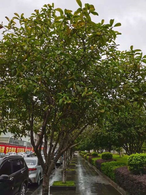 同題詩 晚秋桂花開 六首