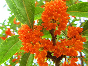 供應自產自銷樹形優美香飄四溢花色艷麗丹桂精品馥桂