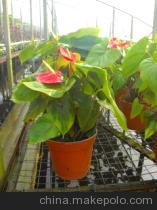 【山東淄博長期供應大量紅掌】價格,廠家,圖片,室內觀花植物,淄博沐風蘭桂農業科技-