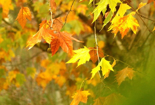 南京江寧 秋韻染東山