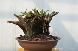 撤掉遮網,沐浴陽光