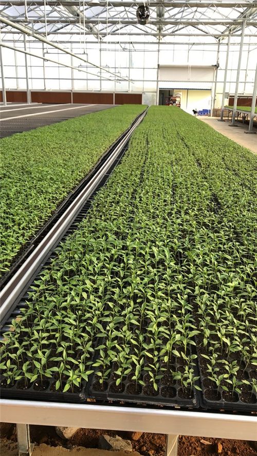 平桂區新式大棚果蔬種植顯成效 助力土瑤居民脫貧