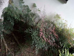 蜀風蘭苑圖片相冊,成都蜀風蘭苑實景圖 室外圖 小區配套圖