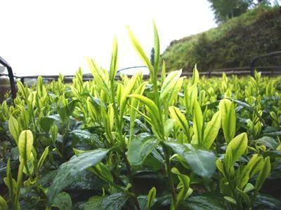 云和,往后的余生,我只要你