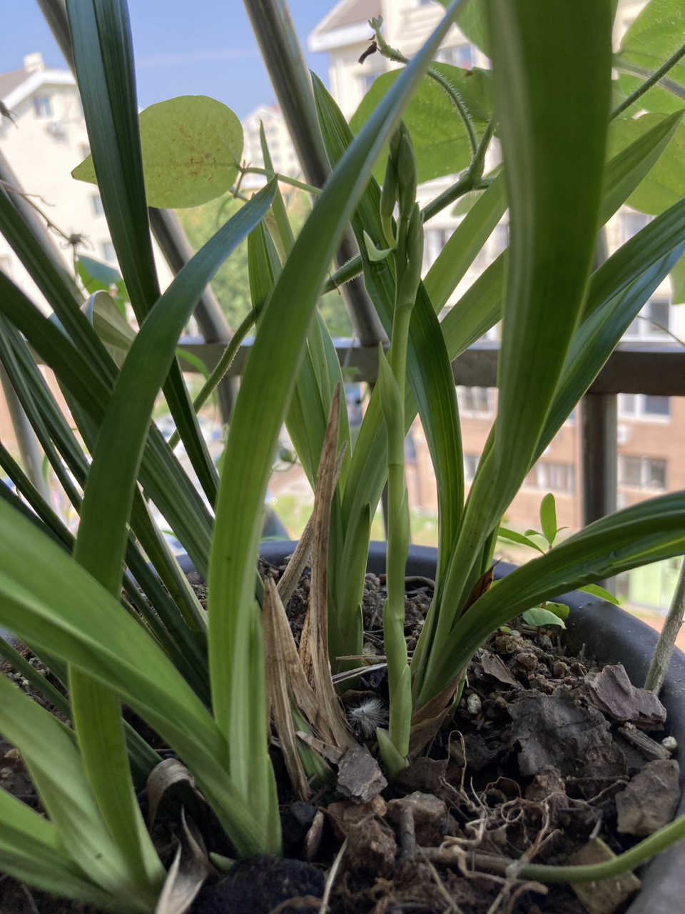 寶釵真的生下了兒子賈桂,并且"蘭桂齊芳"嗎?五點細節可知答案