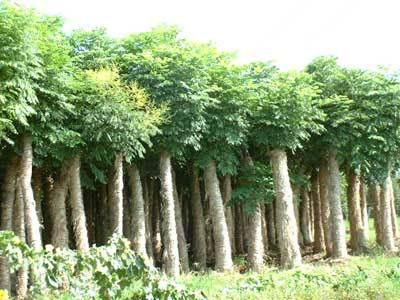 本地特產欒樹 - 價格:面議/棵 - 四川樂山蘭桂園藝場-價格庫-產品報價-價格中心