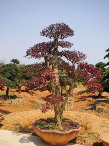 長沙紅桎木精品桂