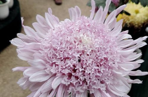 喜歡養花,試試精品花兒藕粉托桂,開花俊俏粉粉嫩嫩,俏皮可愛