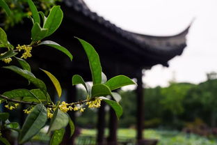 花香 并非只有梅開二度,桂花也可以再飄香