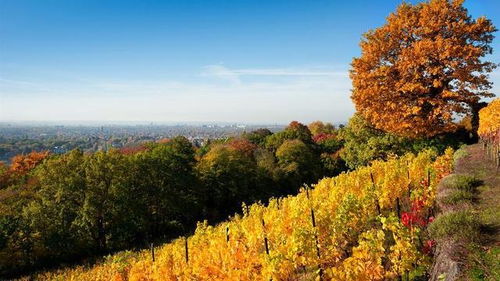 十月秋詞11首 院東桂子堪分占,籬下黃花已獨(dú)標(biāo)